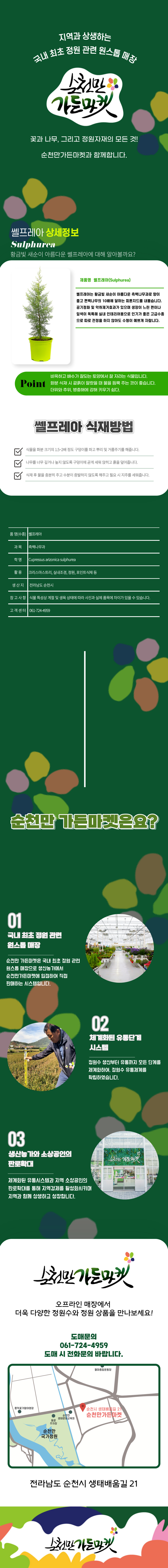 쎌프레아 H0.5내외 / 노지월동 측백나무 울타리용 정원수 묘목